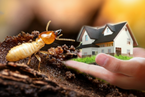 Bungalow Termite Control Services