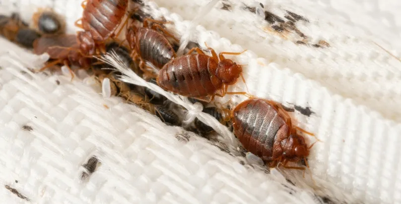 Bed Bug Control Services