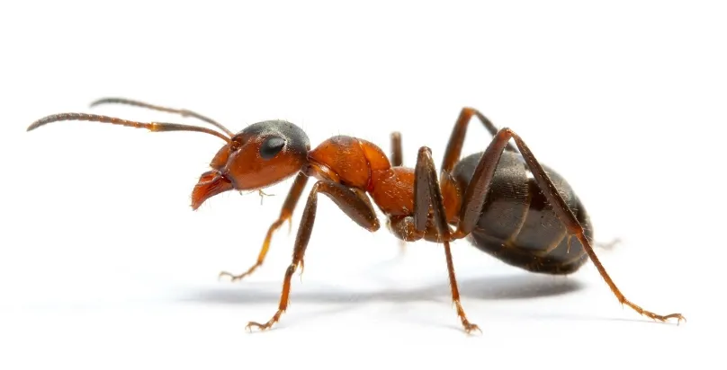 Ant Control Service