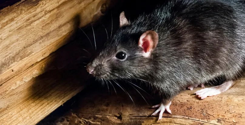 Rodent Control Services (Rat & Mice Treatment)